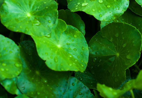 怎样给蔬菜合理施锌肥