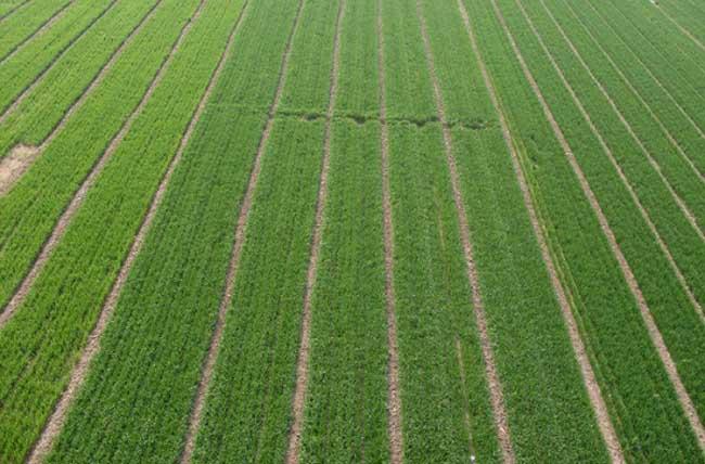 什么是小麦的“返青期”？